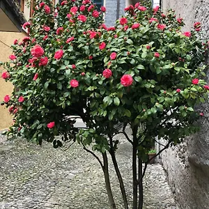 Casa , Domaso Italien